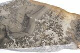 Triassic Aged Stromatolite Fossil - England #211722-1